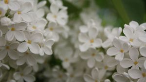 Preview wallpaper flowers, small, white, blur