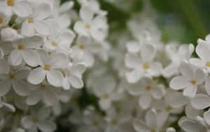 Preview wallpaper flowers, small, white, blur