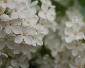 Preview wallpaper flowers, small, white, blur