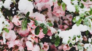 Preview wallpaper flowers, snow, branches, leaves