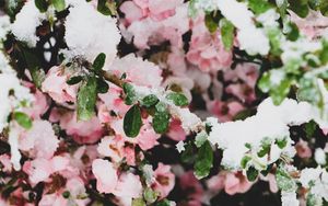 Preview wallpaper flowers, snow, branches, leaves