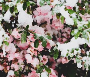 Preview wallpaper flowers, snow, branches, leaves