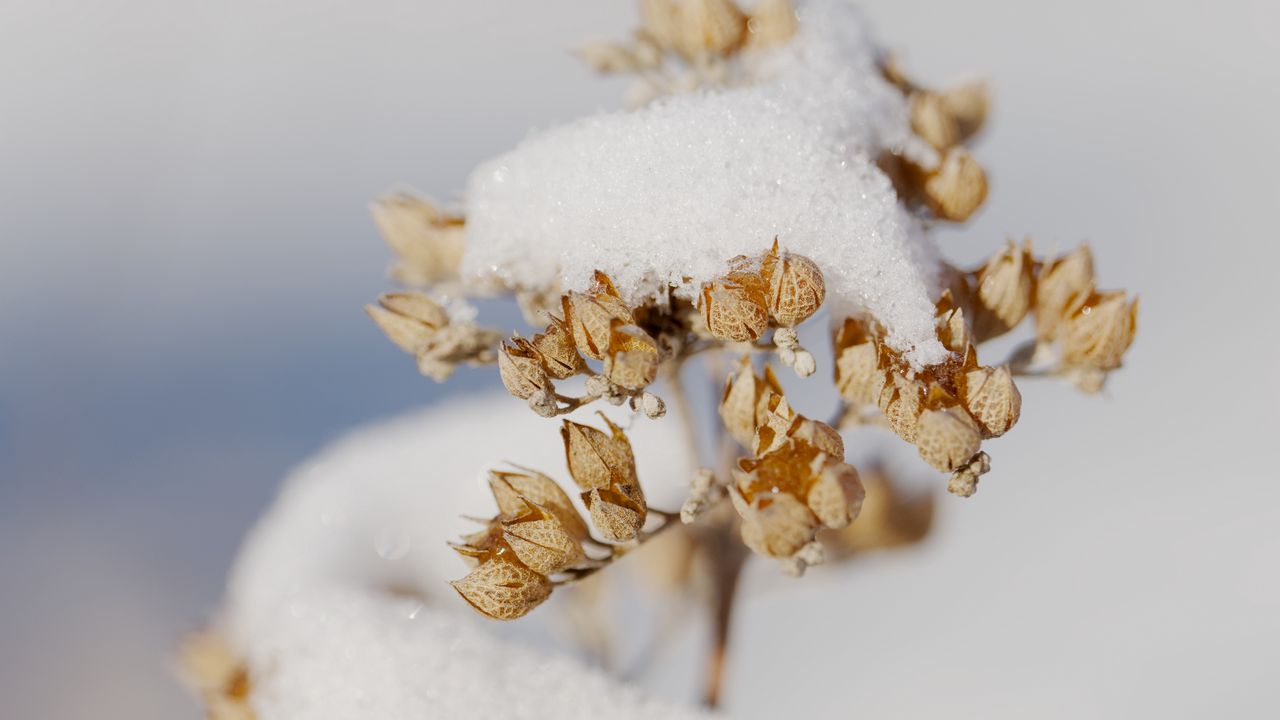 Wallpaper flowers, snow, dry, macro, winter