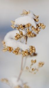 Preview wallpaper flowers, snow, dry, macro, winter