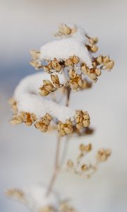 Preview wallpaper flowers, snow, dry, macro, winter
