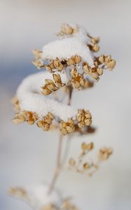 Preview wallpaper flowers, snow, dry, macro, winter