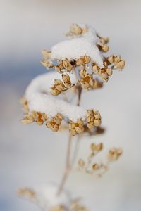 Preview wallpaper flowers, snow, dry, macro, winter