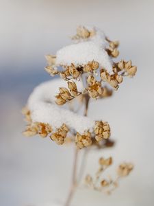 Preview wallpaper flowers, snow, dry, macro, winter