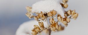 Preview wallpaper flowers, snow, dry, macro, winter
