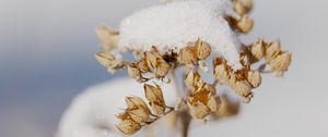 Preview wallpaper flowers, snow, dry, macro, winter
