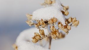 Preview wallpaper flowers, snow, dry, macro, winter
