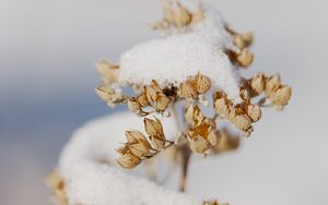 Preview wallpaper flowers, snow, dry, macro, winter