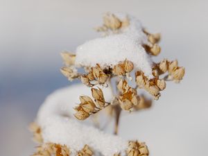 Preview wallpaper flowers, snow, dry, macro, winter