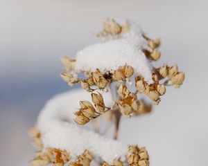 Preview wallpaper flowers, snow, dry, macro, winter