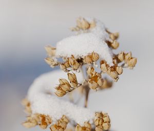 Preview wallpaper flowers, snow, dry, macro, winter