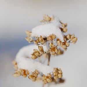 Preview wallpaper flowers, snow, dry, macro, winter