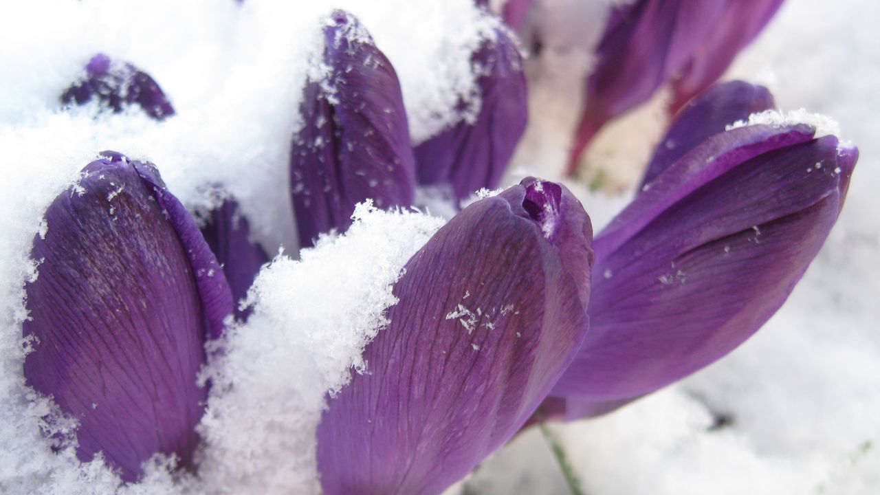 Wallpaper flowers, snowdrop, spring, lilac