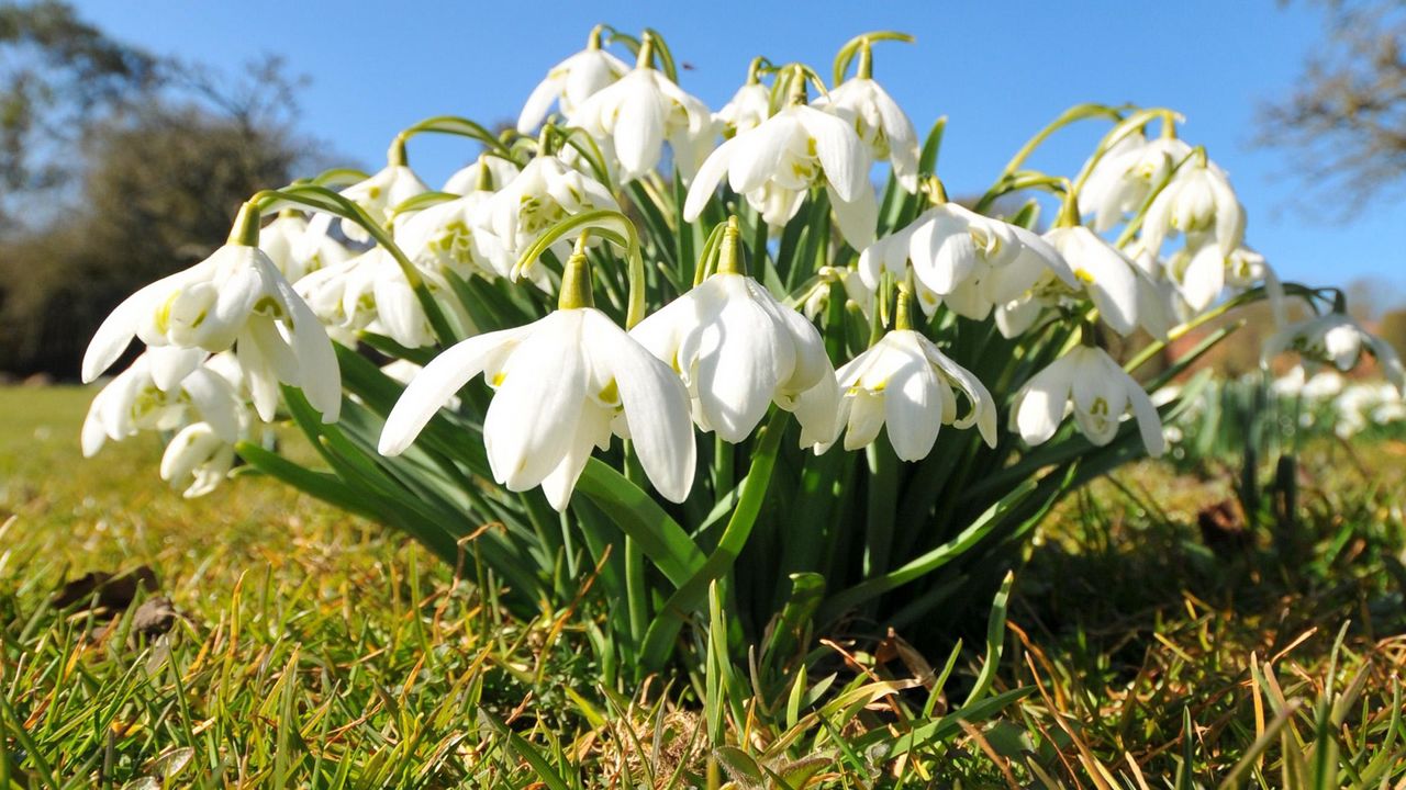 Wallpaper flowers, snowdrops, grass