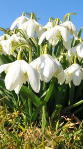 Preview wallpaper flowers, snowdrops, grass