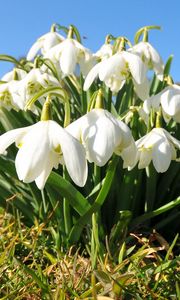 Preview wallpaper flowers, snowdrops, grass