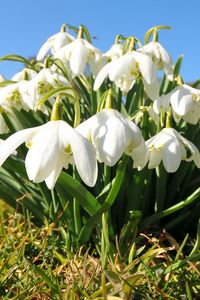 Preview wallpaper flowers, snowdrops, grass