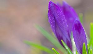 Preview wallpaper flowers, snowdrops, leaves, petals