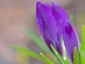 Preview wallpaper flowers, snowdrops, leaves, petals