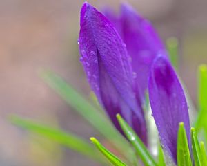 Preview wallpaper flowers, snowdrops, leaves, petals