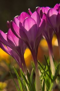 Preview wallpaper flowers, snowdrops, plant, shadow