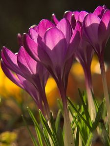 Preview wallpaper flowers, snowdrops, plant, shadow