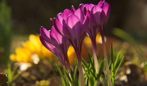 Preview wallpaper flowers, snowdrops, plant, shadow