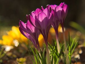 Preview wallpaper flowers, snowdrops, plant, shadow