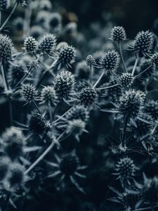 Preview wallpaper flowers, spines, macro, gray