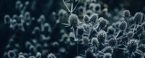 Preview wallpaper flowers, spines, macro, gray