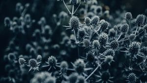 Preview wallpaper flowers, spines, macro, gray