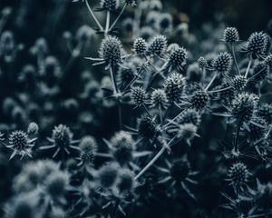 Preview wallpaper flowers, spines, macro, gray