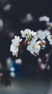 Preview wallpaper flowers, spring, bloom, blur, branches