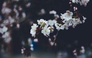 Preview wallpaper flowers, spring, bloom, blur, branches