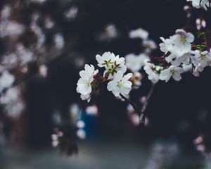 Preview wallpaper flowers, spring, bloom, blur, branches