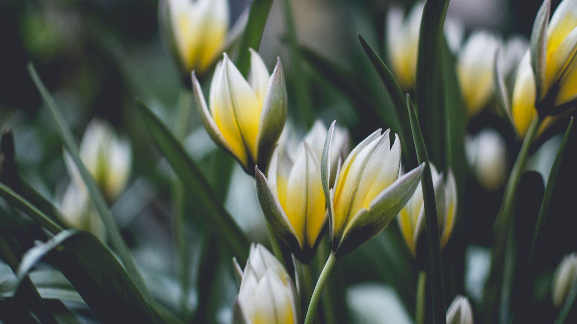 1920x1080 Wallpaper flowers, spring, bloom, blur