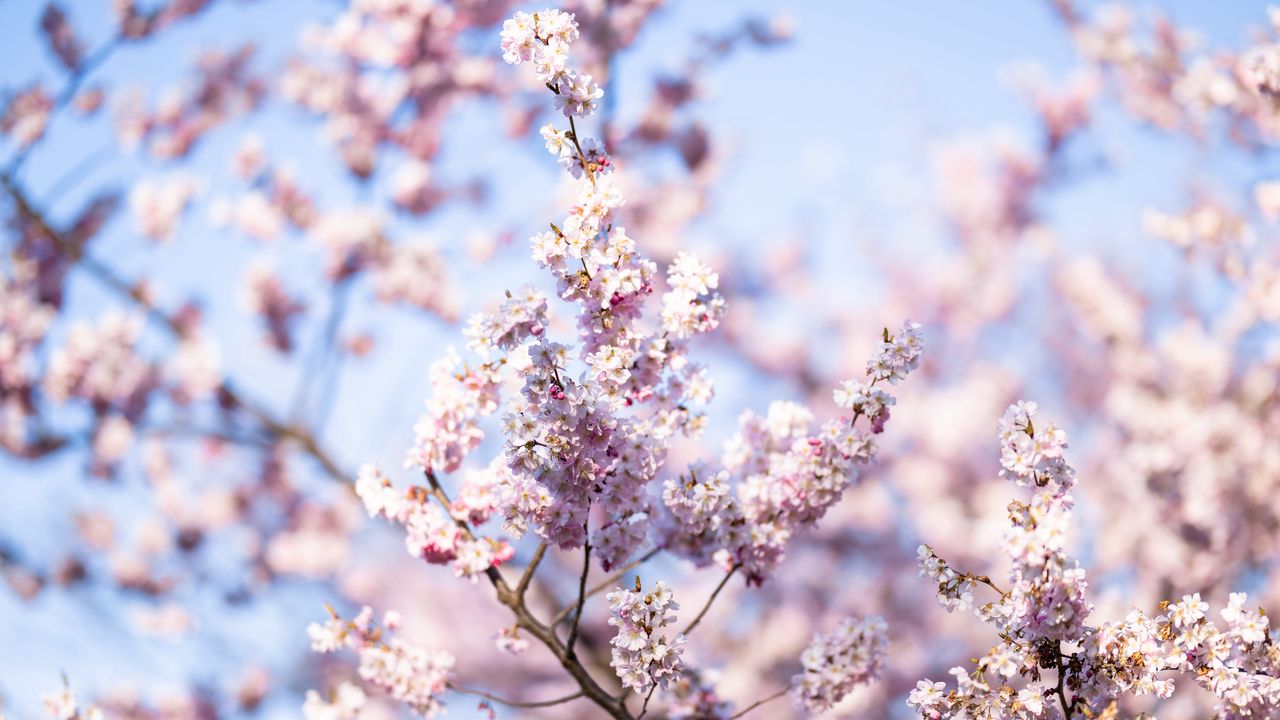 Wallpaper flowers, spring, bloom, pink, branch