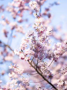Preview wallpaper flowers, spring, bloom, pink, branch