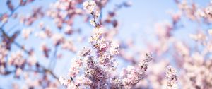 Preview wallpaper flowers, spring, bloom, pink, branch