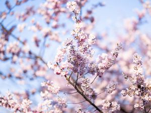 Preview wallpaper flowers, spring, bloom, pink, branch