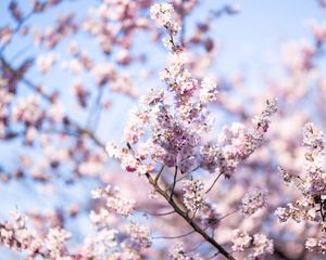 Preview wallpaper flowers, spring, bloom, pink, branch