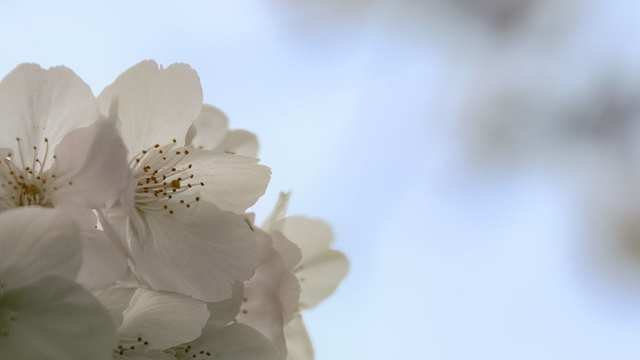 Wallpaper flowers, spring, bloom, white