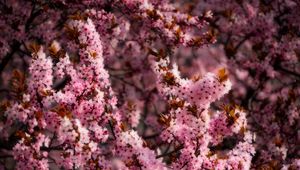 Preview wallpaper flowers, spring, bloom, pink