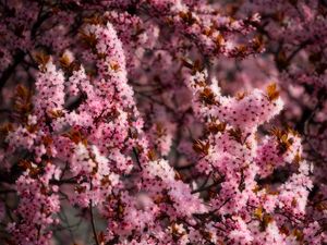 Preview wallpaper flowers, spring, bloom, pink