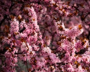 Preview wallpaper flowers, spring, bloom, pink