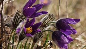 Preview wallpaper flowers, spring, blurred, close-up